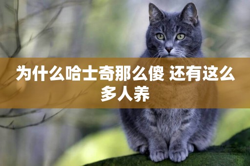為什么哈士奇那么傻 還有這么多人養