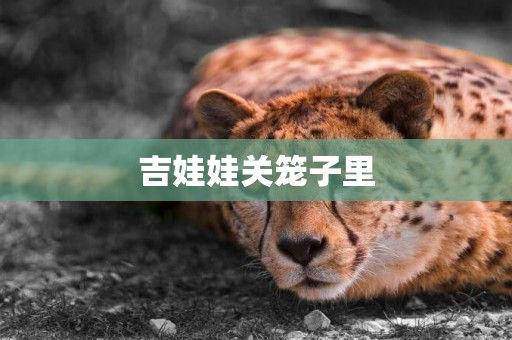 吉娃娃關籠子里