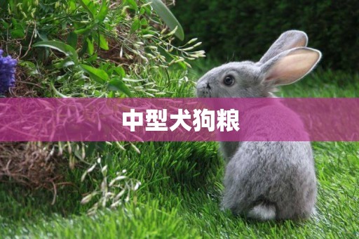 中型犬狗糧