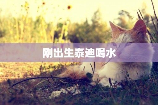 剛出生泰迪喝水