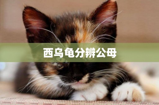 西烏龜分辨公母