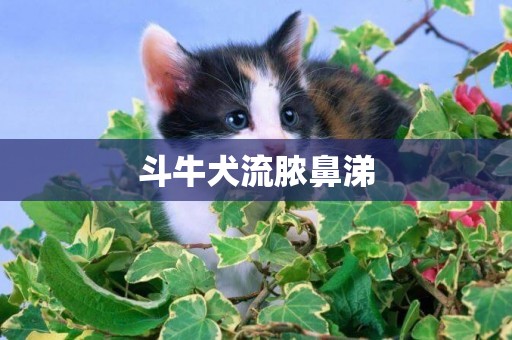 斗牛犬流膿鼻涕
