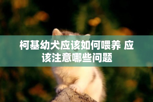 柯基幼犬應該如何喂養 應該注意哪些問題
