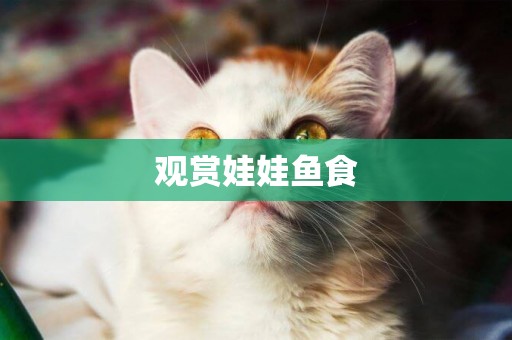 觀賞娃娃魚食