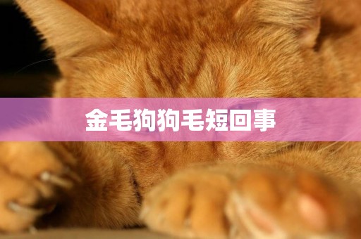 金毛狗狗毛短回事