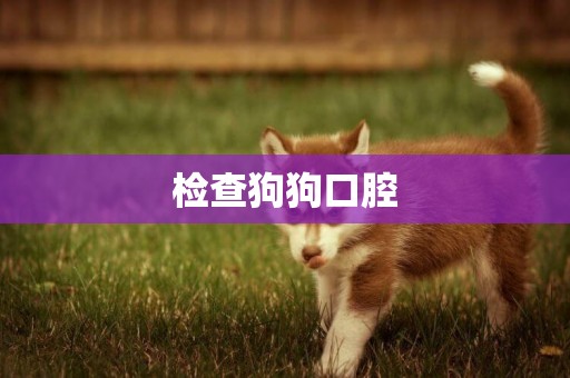 檢查狗狗口腔