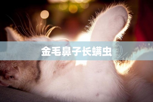 金毛鼻子長螨蟲