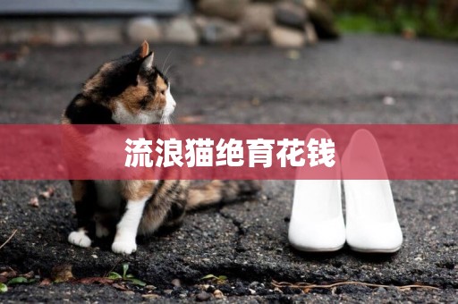 流浪貓絕育花錢