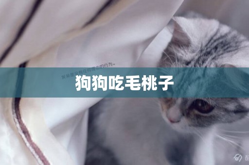 狗狗吃毛桃子