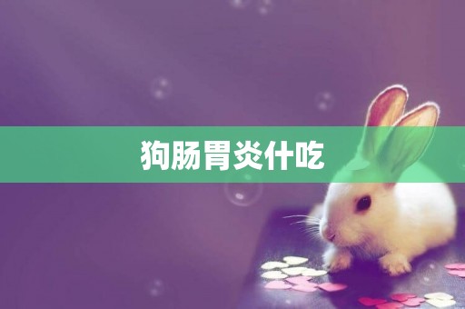 狗腸胃炎什吃