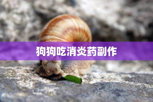 狗狗吃消炎藥副作