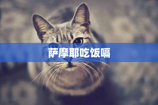 薩摩耶吃飯嗝