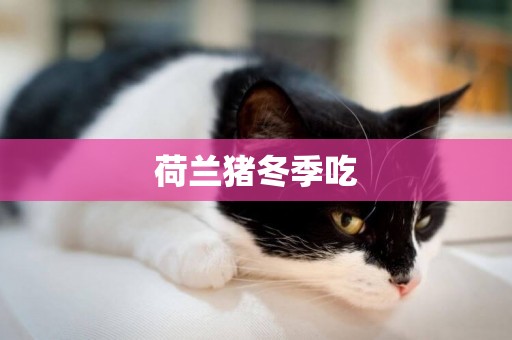 荷蘭豬冬季吃