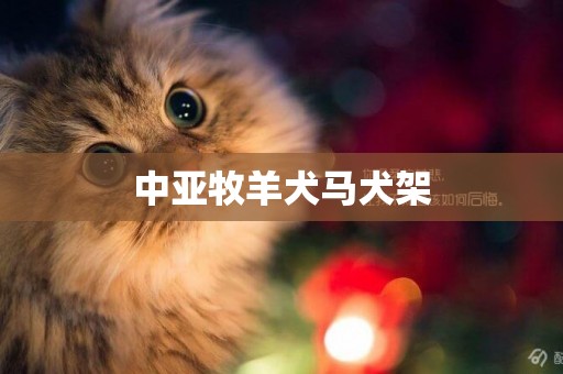 中亞牧羊犬馬犬架