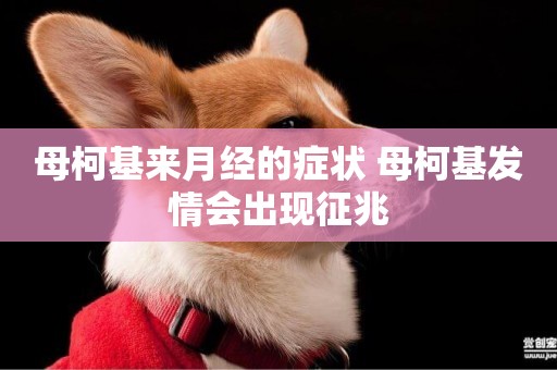 母柯基來月經的癥狀 母柯基發情會出現征兆