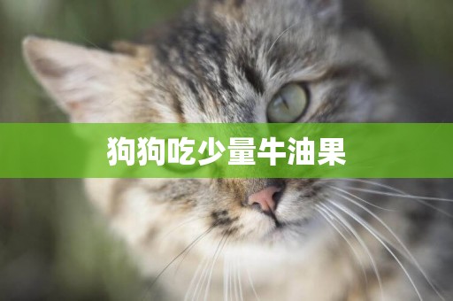 狗狗吃少量牛油果
