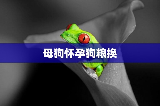 母狗懷孕狗糧換