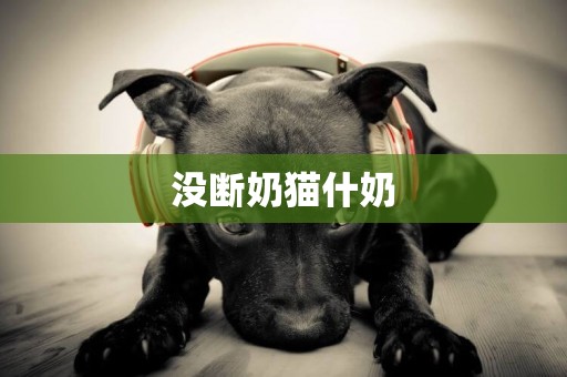 沒斷奶貓什奶