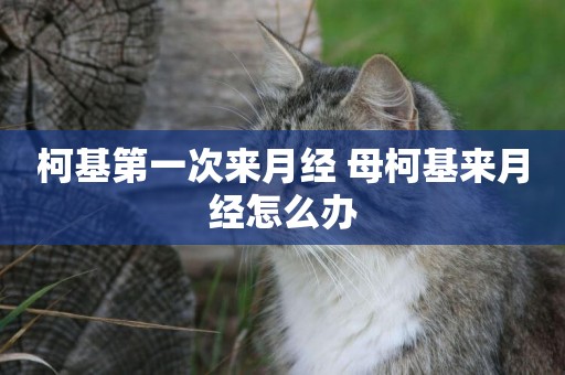 柯基第一次來月經 母柯基來月經怎么辦
