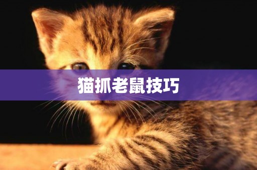貓抓老鼠技巧
