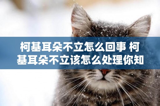 柯基耳朵不立怎么回事 柯基耳朵不立該怎么處理你知道嗎