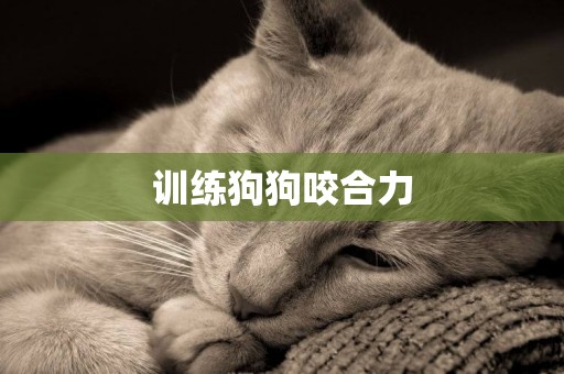 訓練狗狗咬合力
