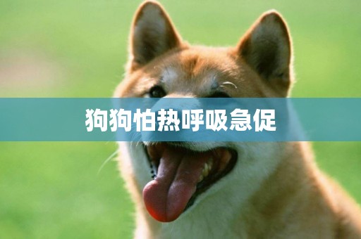 狗狗怕熱呼吸急促