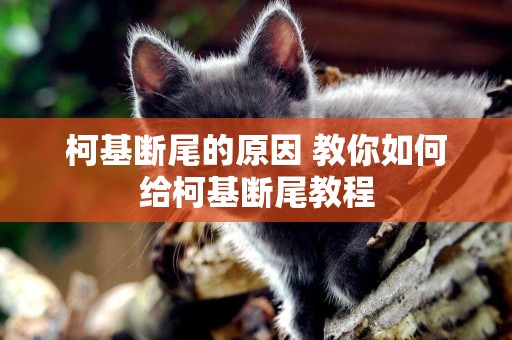 柯基斷尾的原因 教你如何給柯基斷尾教程