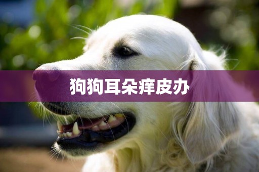 狗狗耳朵癢皮辦