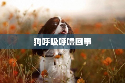 狗呼吸呼嚕回事