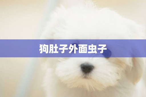 狗肚子外面蟲子