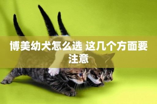 博美幼犬怎么選 這幾個方面要注意