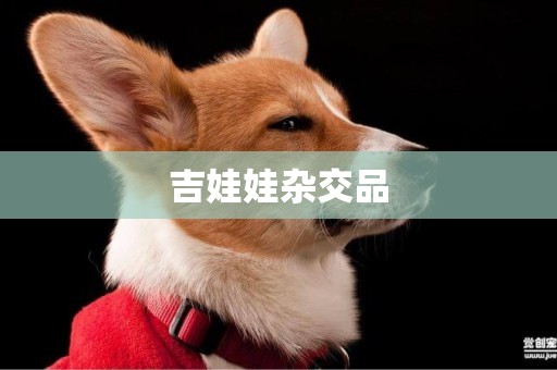 吉娃娃雜交品