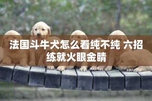 法國斗牛犬怎么看純不純 六招練就火眼金睛