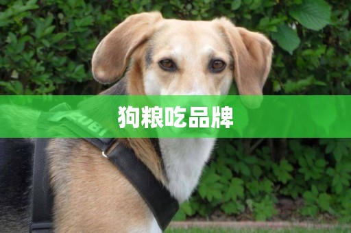 狗糧吃品牌