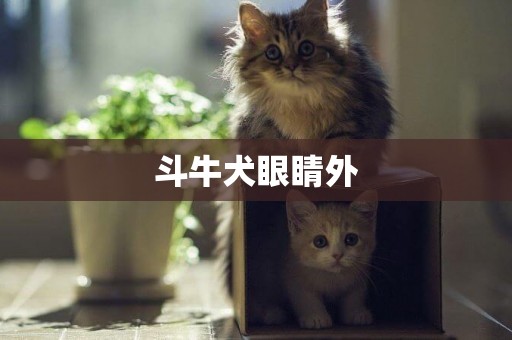 斗牛犬眼睛外