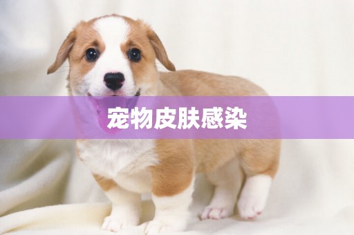 寵物皮膚感染