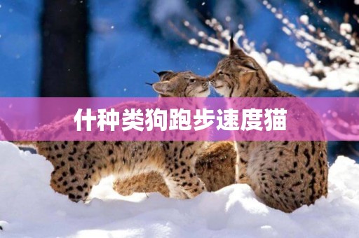 什種類狗跑步速度貓