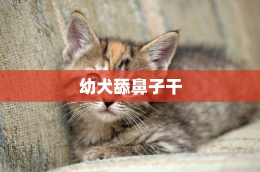 幼犬舔鼻子干