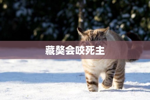 藏獒會咬死主