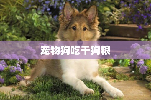 寵物狗吃干狗糧