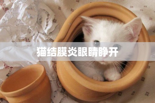 貓結膜炎眼睛睜開
