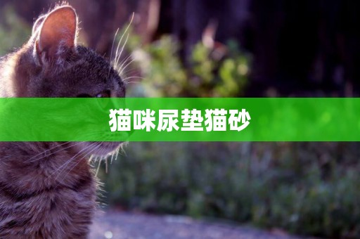 貓咪尿墊貓砂