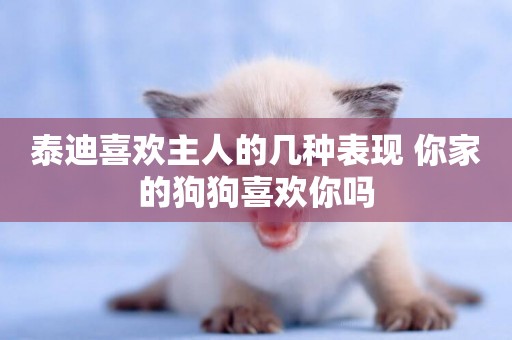 泰迪喜歡主人的幾種表現 你家的狗狗喜歡你嗎