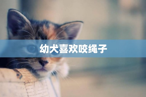 幼犬喜歡咬繩子