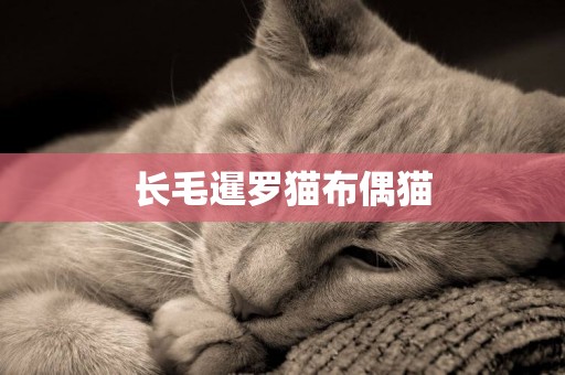 長毛暹羅貓布偶貓