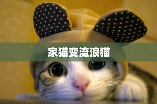 家貓變流浪貓