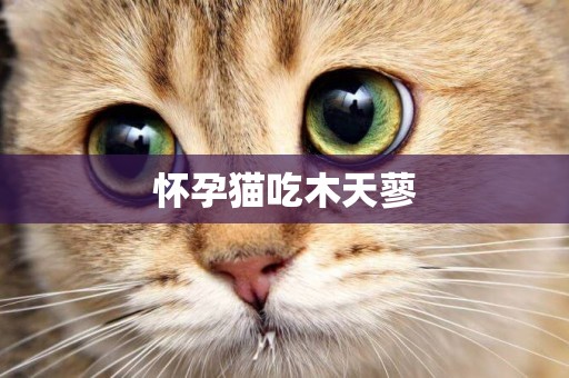 懷孕貓吃木天蓼