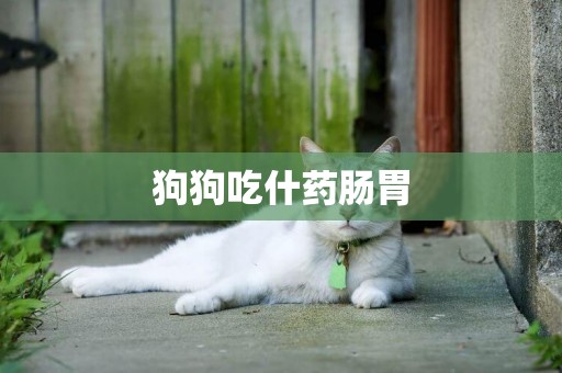 狗狗吃什藥腸胃