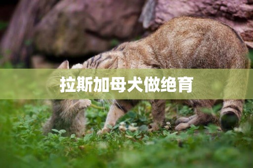 拉斯加母犬做絕育